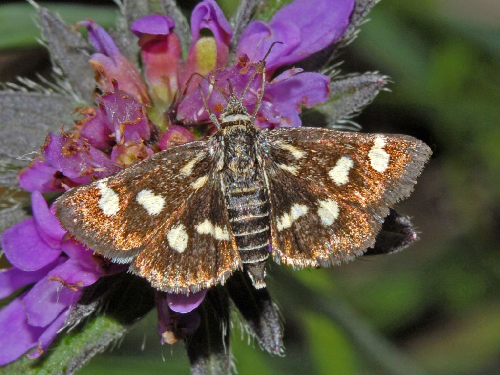 Una Pyrausta da determinare. Eurrhypis pollinalis - Crambidae